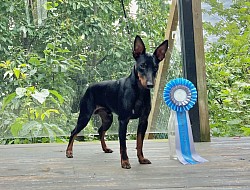 X-Pected Dine Mites Dr. No (Bond), Norwegian Junior Winner 2025