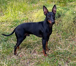 Bond, 10months old, July 2025