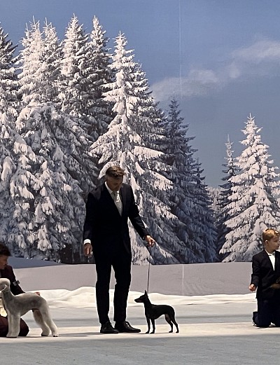 Chilli in the finals, Nordic Winner Dog Show 2025