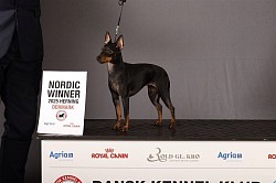 Chilli, Nordic Winner 2025 (and BOB), Denmark