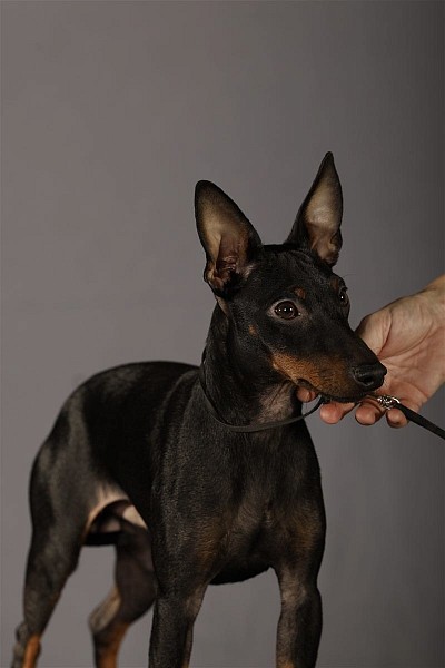 Bond, head, Nov-25 (13 months)