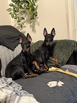 Peñjo (in the back) and his siter Chilli (in the front)