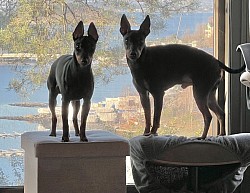 Peñjo and Hector, Nov-25