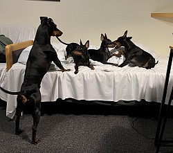 Playing in the hotelroom in Den,ark