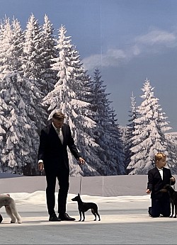 Chilli BOBx2 with Nordic Winner 2025 title in Denmark