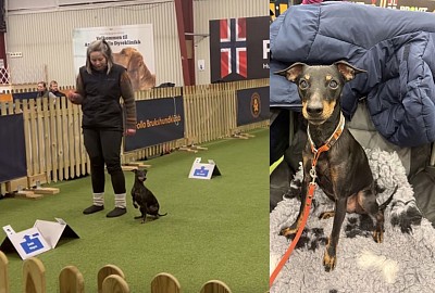 Milo, Rally Obedience