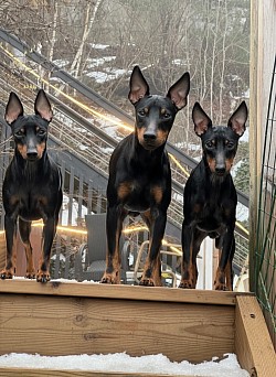 Chilli (left), Hector and Qla